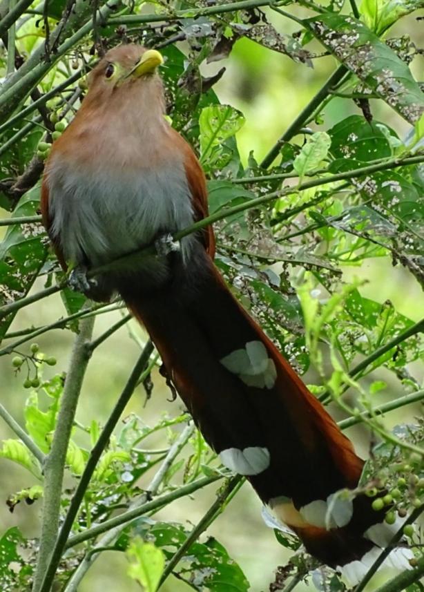 Hacienda Guayabal Villa Chinchiná Eksteriør bilde